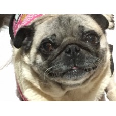 $10 towards Daisy's Daisy's Surgery